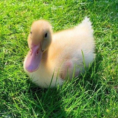 duck picture