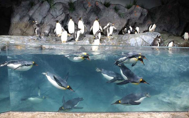 penguins picture