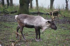 reindeer picture